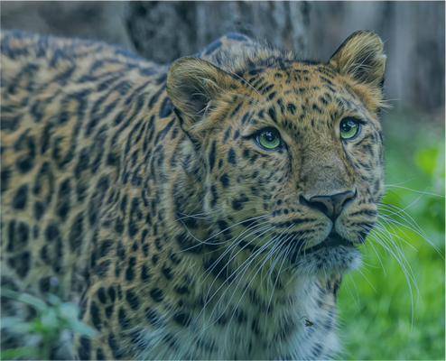 Всенародное голосование за «Топ-100» наиболее уязвимых видов из Красной книги